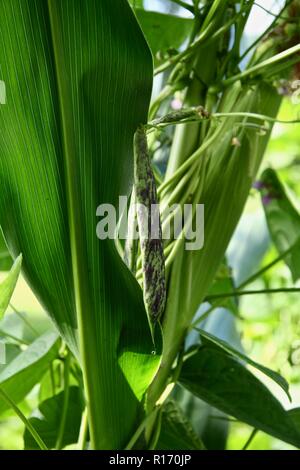 In einem Garten Stockfoto