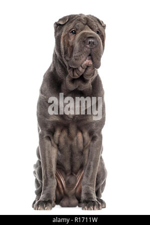 Shar Pei sitzen Stockfoto
