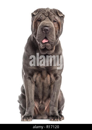 Shar Pei sitzen Stockfoto