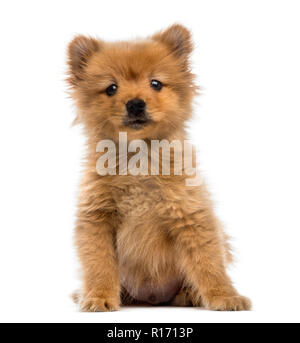 Spitz Welpe (2 Monate alt) Stockfoto