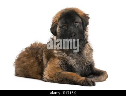 Leonberger Welpe (8 Monate alt) Stockfoto