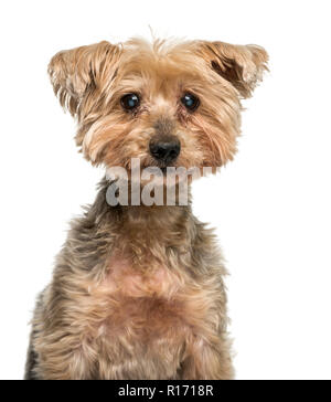 Nahaufnahme eines alten Yorkshire Terrier mit Katarakt (16 Jahre alt) Stockfoto
