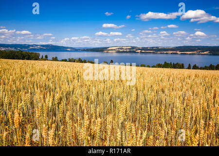 Norwegische Landschaft mit Reifung Weizenfeld und Mjosa See im Hintergrund auf einem hellen Sommertag, Oppland, Norwegen Stockfoto