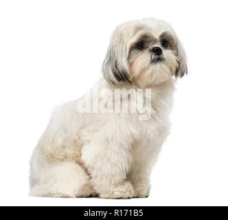 Shih Tzu (18 Monate alt) Stockfoto