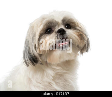 Shih Tzu (18 Monate alt) Stockfoto