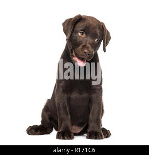 Mixed breed Labrador & Husky Welpe (9 Wochen alt) Stockfoto