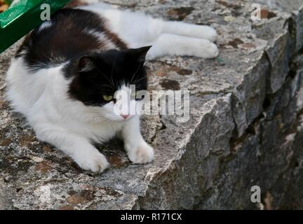 Eine langhaarige, schwarze und weiße Katze Festlegung auf eine Mauer aus Stein Stockfoto