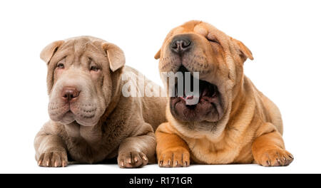 Zwei Shar Pei Welpen vor einem weißen Hintergrund liegend Stockfoto