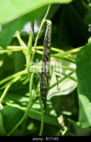 Schönen lila gestreift Borlotti Bohnen pod Aufwachsen eine maispflanze Stockfoto