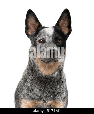 Ein Australian Cattle Dog vor einem weißen Hintergrund in Nahaufnahme Stockfoto