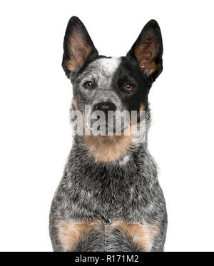 Ein Australian Cattle Dog vor einem weißen Hintergrund in Nahaufnahme Stockfoto