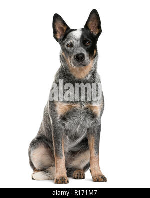 Australian Cattle Dog vor einem weißen Hintergrund sitzen Stockfoto