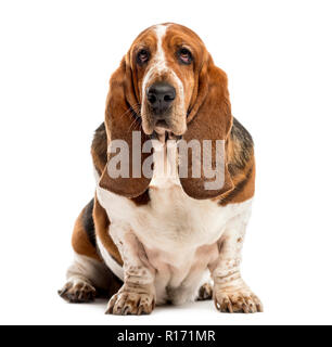 Basset Hound vor einem weißen Hintergrund sitzen Stockfoto