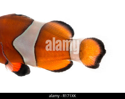 In der Nähe der Körper eines Ocellaris clownfisch Amphiprion ocellaris, auf weissem isoliert Stockfoto