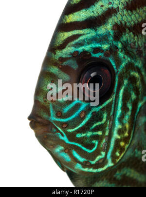 Nahaufnahme eines Blue snakeskin Discus, Symphysodon aequifasciatus "Kopf, isoliert auf weißem Stockfoto