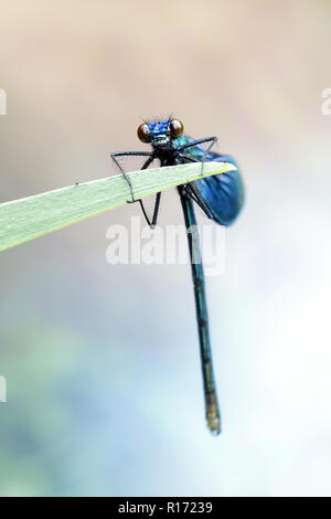 Gebänderte demoiselle damselfly, Calopteryx splendens Stockfoto