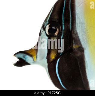 Close-up Profil einer Wimpel Coralfish, Heniochus acuminatus, isoliert auf weißem Stockfoto