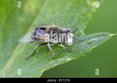 Klartext, Eristalis arbustorum dronefly konfrontiert, eine wichtige Bestäuber Stockfoto