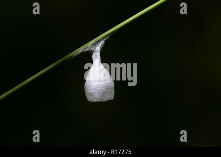 Ei sac oder Cocoon einer Spinne, Agroeca brunnea liocranid Stockfoto