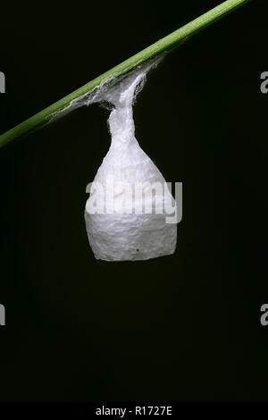 Ei sac oder Cocoon einer Spinne, Agroeca brunnea liocranid Stockfoto