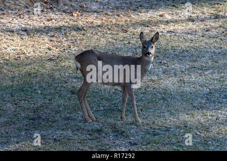 Rehe (Capreolus), Europa, Polen Stockfoto