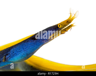 Close-up Profil von einem Band Aal, Rhinomuraena quaesita, auf weissem isoliert Stockfoto