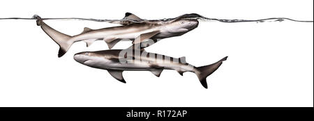 Schwarzspitzen Riffhaie Schwimmen an der Oberfläche des Wassers, Carcharhinus melanopterus, isoliert auf weißem Stockfoto