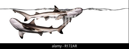 Schwarzspitzen Riffhaie Schwimmen an der Oberfläche des Wassers, Carcharhinus melanopterus, isoliert auf weißem Stockfoto