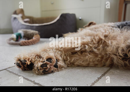 Welsh Terrier Hund aus seinem Bett liegend auf Fliesen sein weiches Spielzeug ignorieren Stockfoto