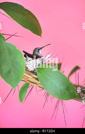 Frau Anna's Kolibri (Calypte Anna) Profil in seiner stacheligen Nest auf rosa Hintergrund in Tucson Arizona Stockfoto