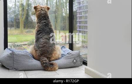 Zurück von einem einsamen Hund saß auf seinem Bett durch ein französisches Fenster Stockfoto