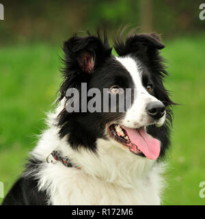 Border-collie Stockfoto