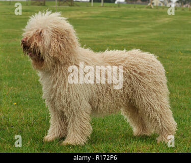 Spanischer Wasserhund Stockfoto