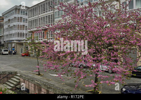 Typisch galizische Gebäude mit weißer Aussichtspunkte auf die Calle Real liegt an der Plaza de Armas, Altstadt von Ferrol, La Coruña, Galicien, Spanien Stockfoto