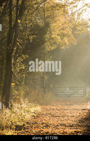 Weg mit Bäumen im goldenen Herbst Licht Basking in Colwick Country Park in Nottingham, Nottinghamshire England Großbritannien Stockfoto