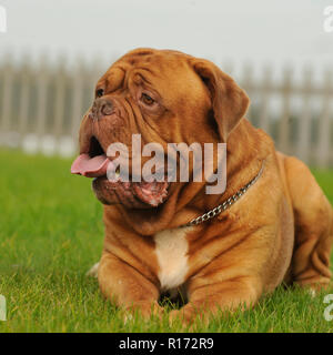 de Bordeaux Dogge Stockfoto