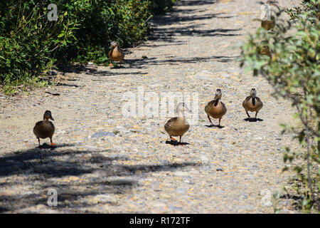 Enten auf dem Weg durch einen Park Stockfoto