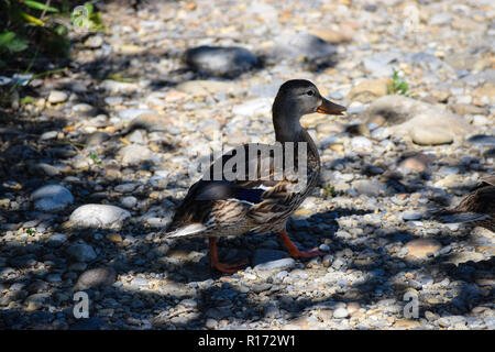 Enten auf dem Weg durch einen Park Stockfoto