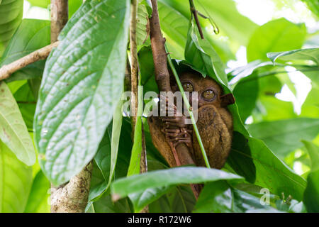 Gefährdete Tarsier in Bohol, Philippinen - Der weltweit kleinste Primas Stockfoto