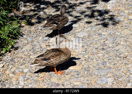 Enten auf dem Weg durch einen Park Stockfoto