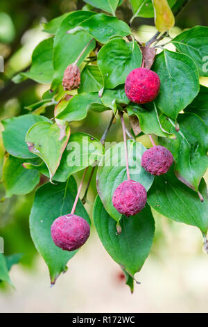 Chinesischer Hartriegel/Koreanisch/Japanisch Hartriegel hartriegel Sorte Cornus kousa hance Claudia, in der Nähe von Laub und rosa Obst/Beeren im Herbst Stockfoto