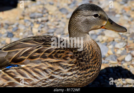 Enten auf dem Weg durch einen Park Stockfoto