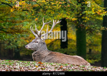 Red Deer (Cervus elaphus) Rothirsch/Mann im Herbst Wald in den Ardennen ruht während der Jagdzeit Stockfoto