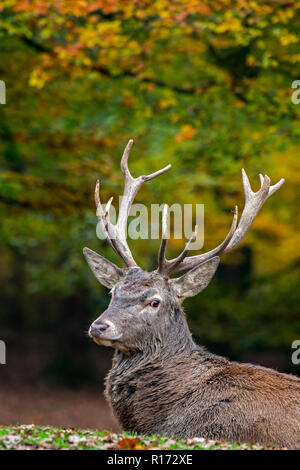 Red Deer (Cervus elaphus) Rothirsch/Mann im Herbst Wald in den Ardennen ruht während der Jagdzeit Stockfoto