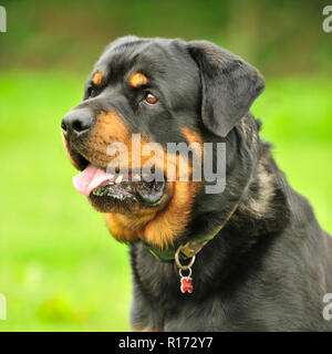 Rottweiler Stockfoto