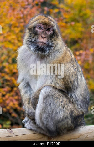 Barbary macaque/Barbary ape/magot (Macaca sylvanus) native auf das Atlasgebirge in Algerien, Marokko und Gibraltar Stockfoto