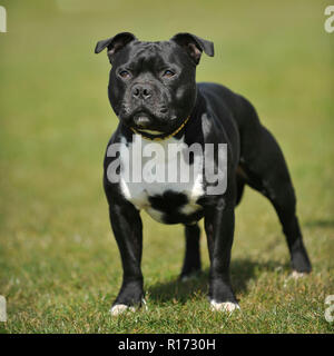 Staffordshire Bull terrier Stockfoto