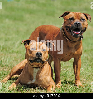 zwei Staffordshire Bullterrier Stockfoto