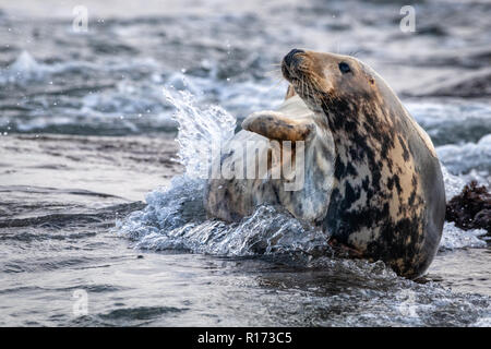 Kegelrobbe (Halichoerus grypus) spielen in den Wellen Stockfoto