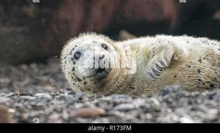 Kegelrobbe (Halichoerus grypus) Pup Stockfoto